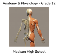 Anatomy Phy Gr12.png